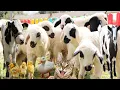 Download Lagu Kambing dan sapi , Suara hewan , Kelinci , Domba kecil , Anak Ayam , Bebek , kambing embek-embek