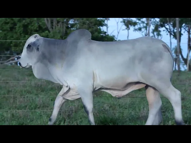 Touro Nelore OCT - 230