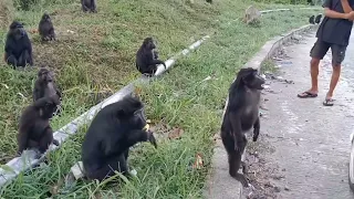 bertemu rombongan monyet kebun kopi