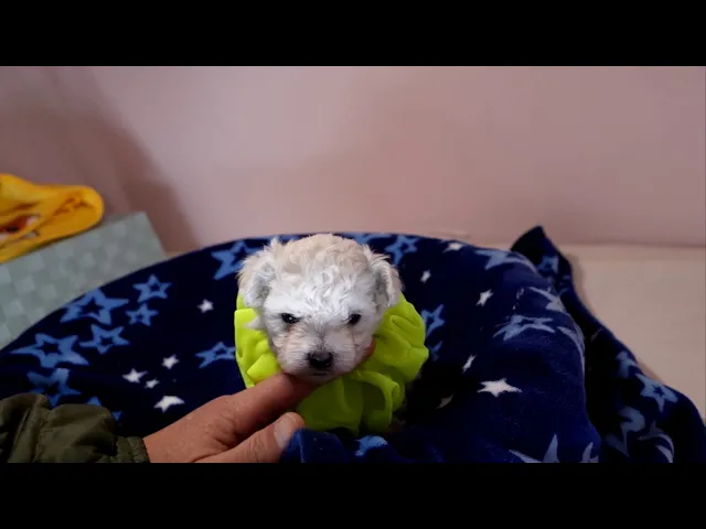 動画