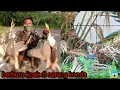 Download Lagu hunting ‼️ wow di sini sarang burung koak