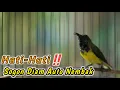 Download Lagu PANCINGAN SOGON NGRIWIK NEMBAK AMPUH UNTUK PENGGACOR SEMUA SOGON‼️HITUNGAN DETIK SOGONMU GACOR