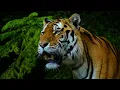Lagu Tiger sound effect, angry big cat roaring, real tiger breathing and snoring, scary tigers roar, free