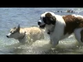 Siberian Husky and St Bernard Swimming in Lake Huron