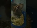 Download Lagu makan banyak si aldo#vlogfree #kalbar #short #cats #kucing #catsvirals