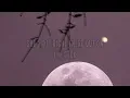 Chappell Roan - Red Wine Supernova (Lyrics)