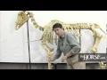 The Horse s Skeleton Overview