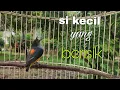 Lagu burung kemade bunga api gacor,pancingan paling pas untuk burung kemade bahan yang nggak bunyi bunyi.
