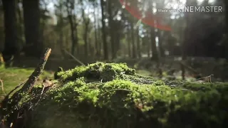 اجمل نغمه دينيه          صلى عليك الله يا خير الورى  دندنها