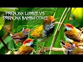 Download Lagu Suara Burung Ribut~Prenjak Lumut Vs Prenjak Bambu/Coki² Ampuh Untuk Pikat.