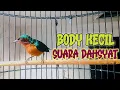 Download Lagu BODI KECIL SUARA DAHSYAT, MASTERAN TAJAM SUARA KOWUL GACOR