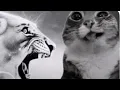 MEMES FOR HOMIES INC V124