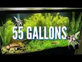 The Best Cichlid Stocking Options for 55 Gallon Aquariums