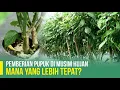 Download Lagu CARA PEMBERIAN PUPUK MUSIM HUJAN | TANAMAN SEHAT BEBAS PENYAKIT