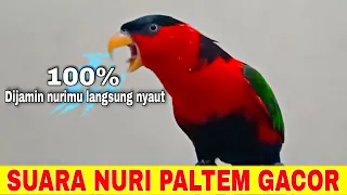 burung nuri apapun seketika langsung nyaut dengan pancingan suara burung nuri kepala hitam gacor ini