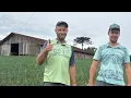 Download Lagu ROÇA DE PAI PARA FILHO - SEU ALOÍSIO ATALANTA SC