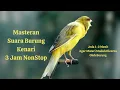 Download Lagu Masteran Suara Burung Kenari 3 jam Non Stop