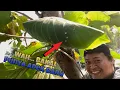 Lagu Wah… Baru Dua bulan berlalu, nyarang lagi induknya disini 😁