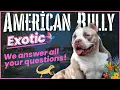 Exotic Bully Everything You Need to Know