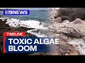 Download Lagu TIMELINE: Calls for Royal Commission into SA’s toxic algae bloom | 9 News Australia