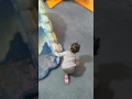 Jungle java kid 3