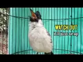Download Lagu Suara burung finch ampuh sebagai umpan untuk membuat burung finch emosi