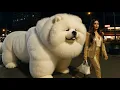 Download Lagu ANJING SEHARGA LAMBORGINI!! 15 Ras Anjing Termahal, Tercantik, dan Terbesar di Dunia