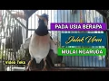 Download Lagu Pada Usia Berapa Jalak Uren Mulai Ngaruda