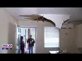 Renter forced out of apartment after ceiling collapses