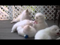 Samoyed puppies 37 Days old - manners