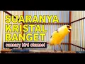 Download Lagu Kenari istimewa suara kristal