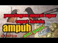 Download Lagu pancingan murai agar cepat kawin !murai langsung naik birahi dan kawin