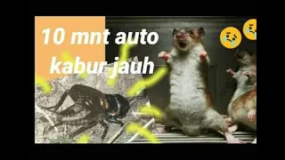 Download AMPUH suara jangkrik pengusir tikus (10 menit )auto tikus MINGGAT MP3