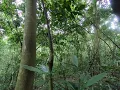 Chimpanzee swinging through the trees
