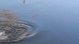 السمكه كلت تاني والميه دي عجبانى 