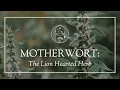 Motherwort The Lion Hearted Herb
