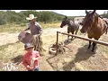 Getting Back To Normal After The Colorado Wildfire Sorting Cows