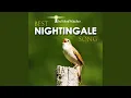 Download Lagu Best Nightingale Song - Pt. 2 (60 Minutes) (Nightingale Singing Near a Small River / Nature...