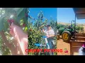 ORCHARD CHERRY PICKING FARM TRACTOR RIDES NEAR BRENTWOOD CA THREE NUNNS FARM Arlyn Aquino Vlog