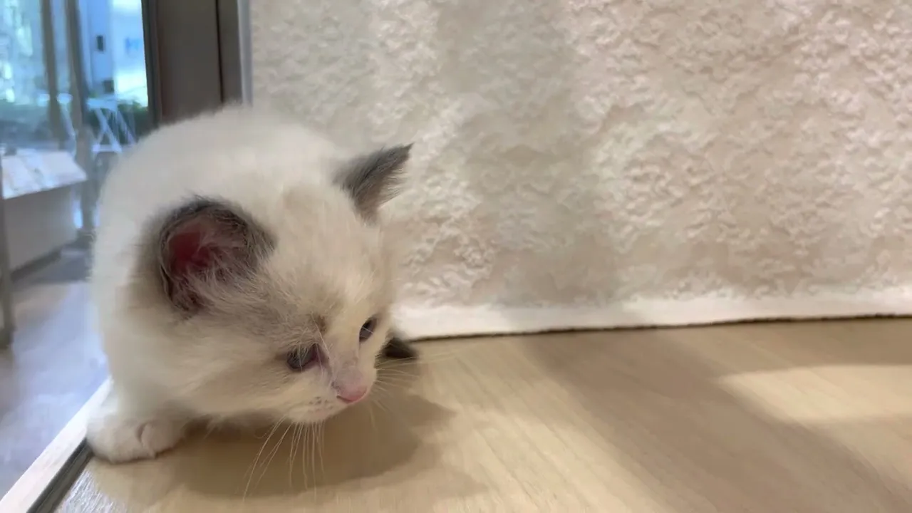 動画