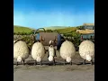 Download Lagu Irish Dancing Shaun the Sheep #shorts