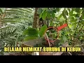 Download Lagu BELAJAR CARA MEMIKAT BURUNG DI KEBON