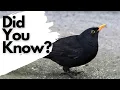 Download Lagu Things you need to know about BLACKBIRDS!