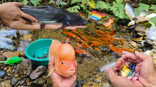 Catching big catfish, there are betta fish, ornamental fish, koi fish, crocodiles, snakes, turtles