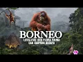 Download Lagu BORNEO: Pulau RAKSASA dengan 1.001 Flora, Fauna dan Budaya yang Memikat Dunia!