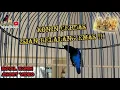 Download Lagu KONIN CERDAS ISIAN BELALANG EMAS 💥 || KONIN GACOR #konin #shorts #short  #koningacor #masteranburung