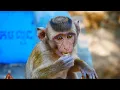 Download Lagu Very smart..! Jonas Monkey is very brave, she takes food from guests.
