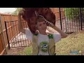 🥚 EGG SURPRISE: Giant T-Rex! | BEST OF @TRexRanch | Explore With Me!