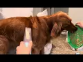 Uproot Pet Grooming Kit Review