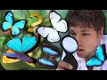 Lagu What I learned about Morpho butterflies in Brazil! [REGUA Series]
